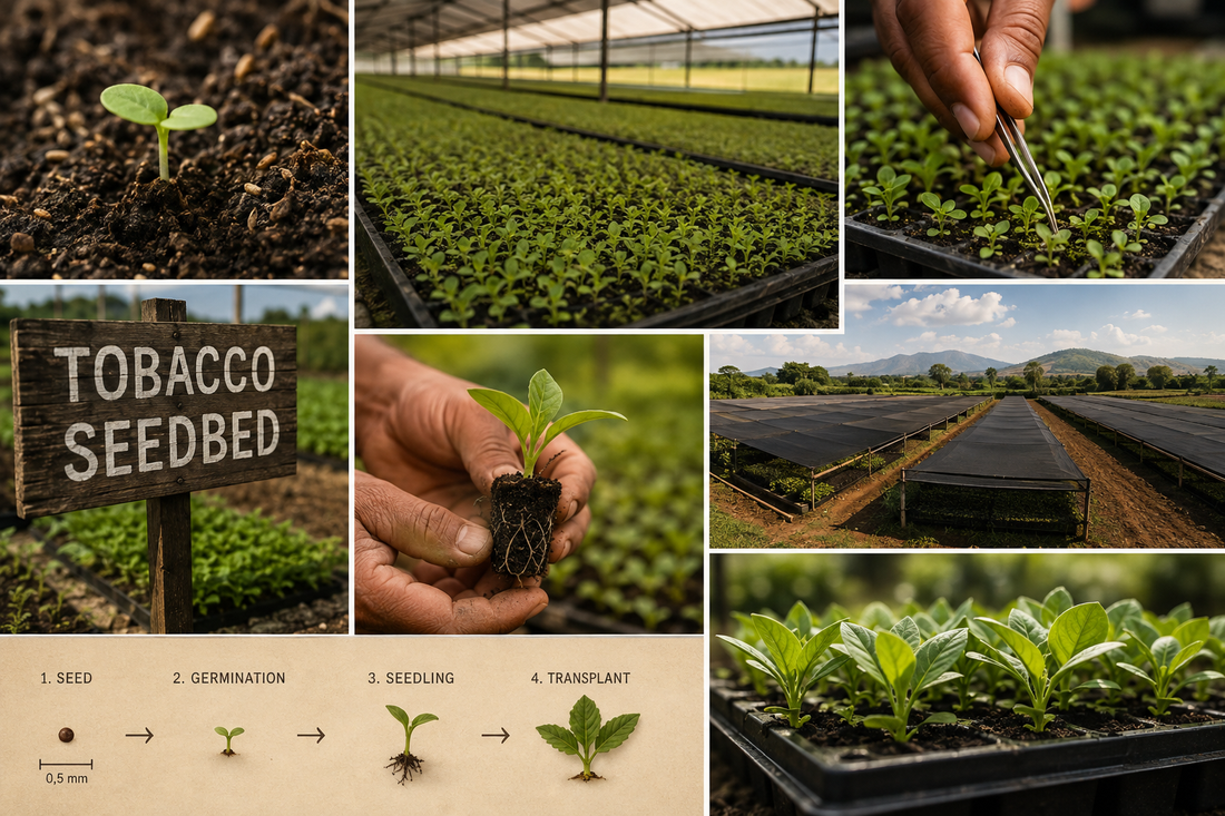 Tobacco Seedbeds: Where the Future of Every Premium Cigar Begins